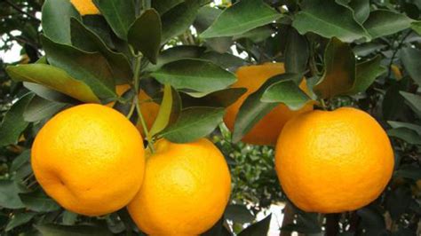 橘子要種多久 意義的意思